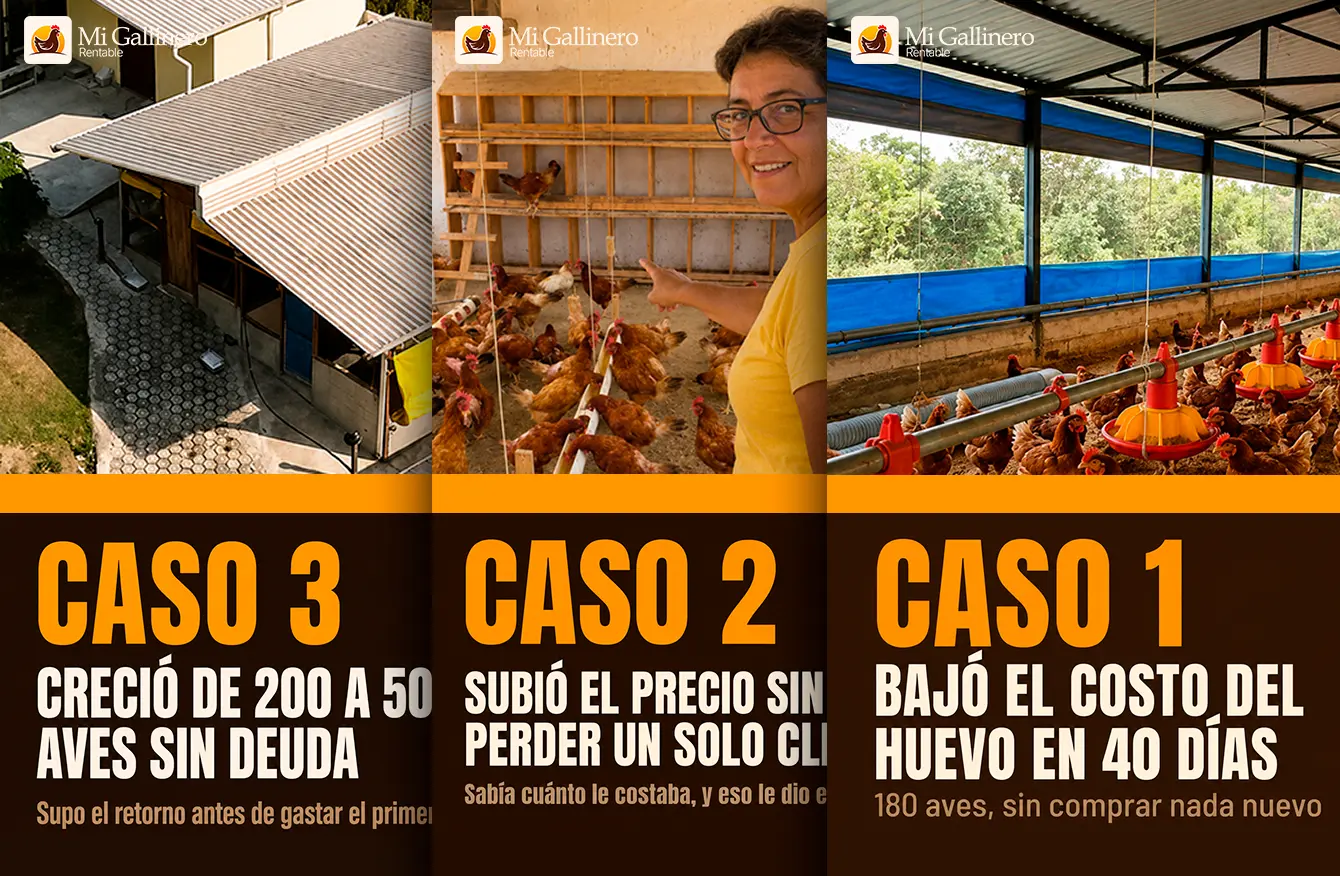 Tres estudios de caso de gallineros reales