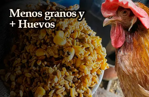 Alimento casero para gallinas